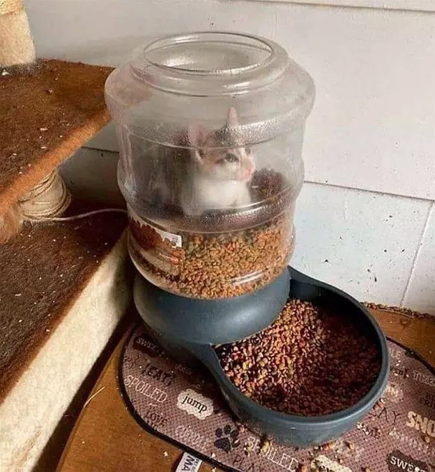 I Would Love To Eat It All