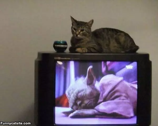 Star Wars Cat
