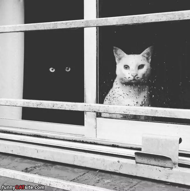 Black And White