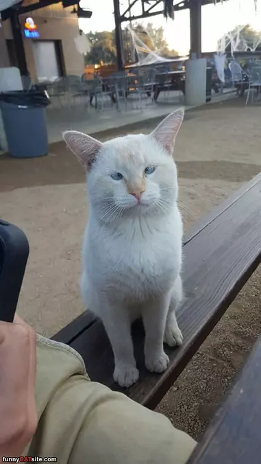 This Cat Does Not Care