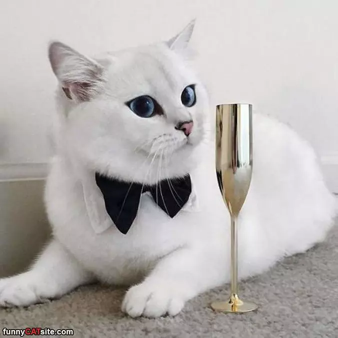 Fancy Cat