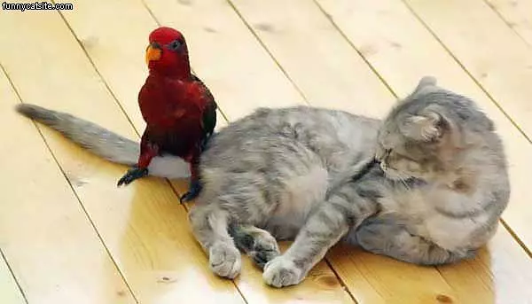 Cats Best Friend