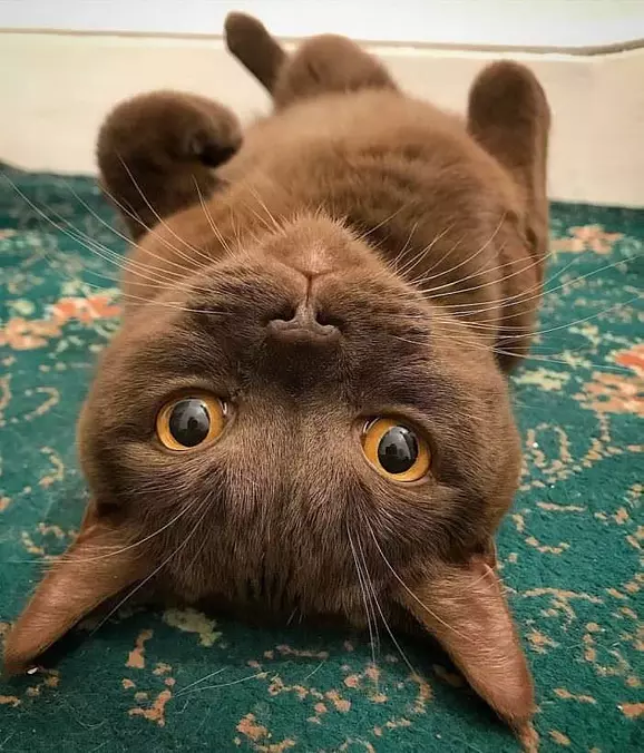 Relaxed