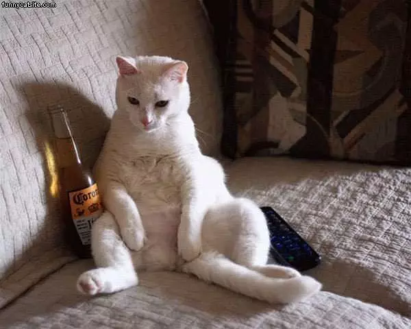 Cat With Corona