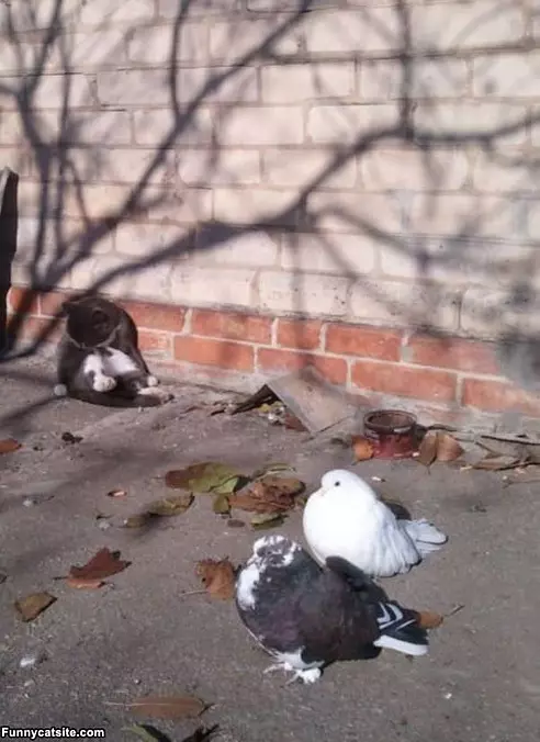 No Interest In Birds