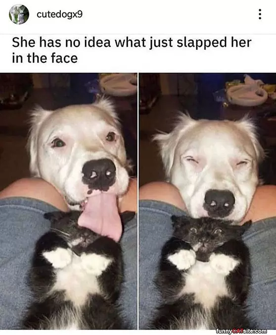 Has No Idea