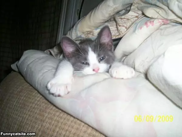 Cute Cat Hanging Out