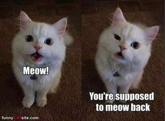 But I Meowed