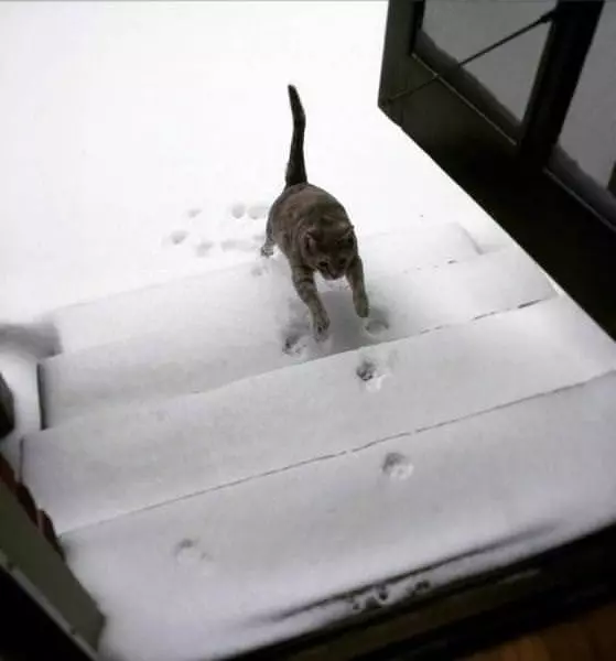 The Snow Cat