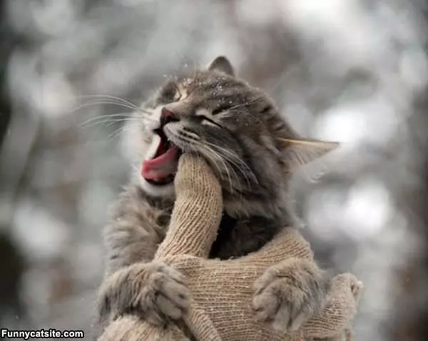 Nom Nom Nom Nom