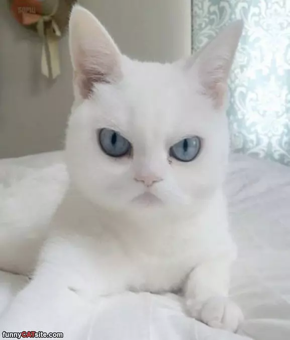 Very Mad At You