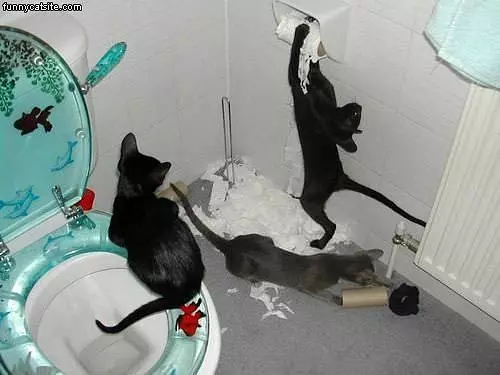 Toilet Paper Attack