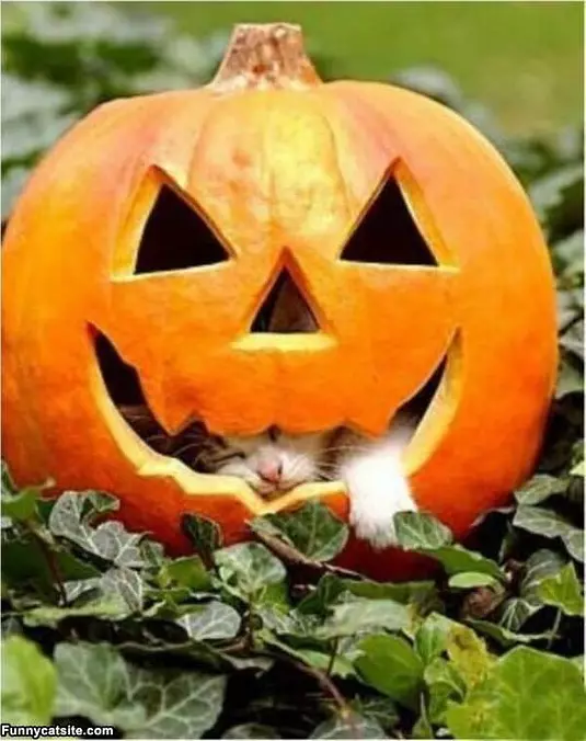 In A Pumpkin