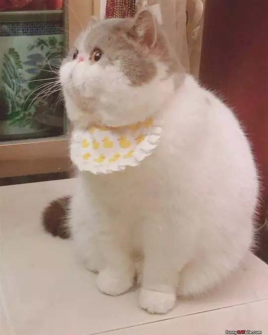 Puffer Cat