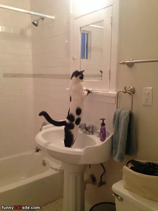 Who Is That Cute Cat