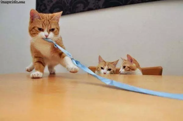 Noooo This Are My Bow