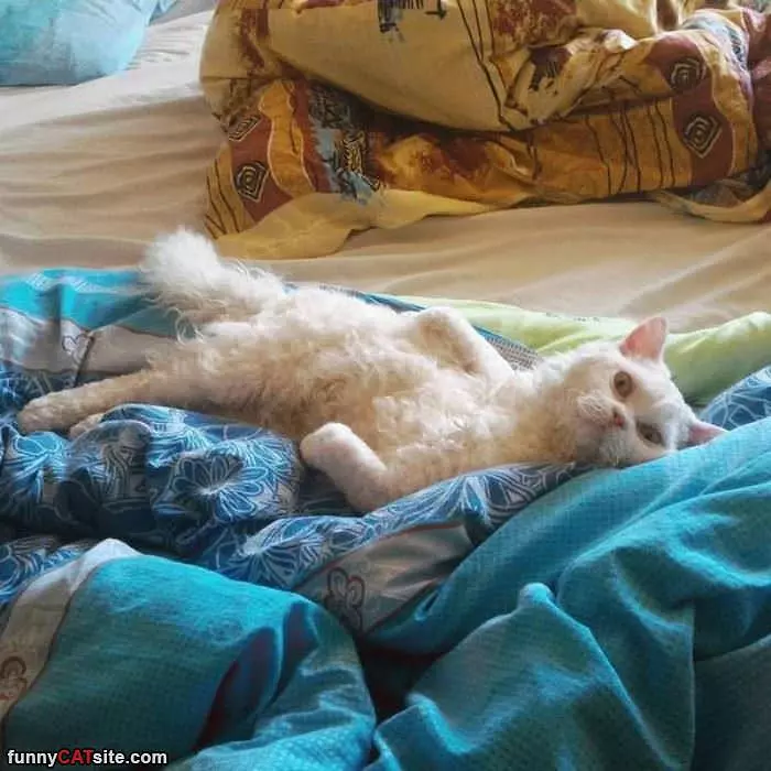 Chillin In The Blankets