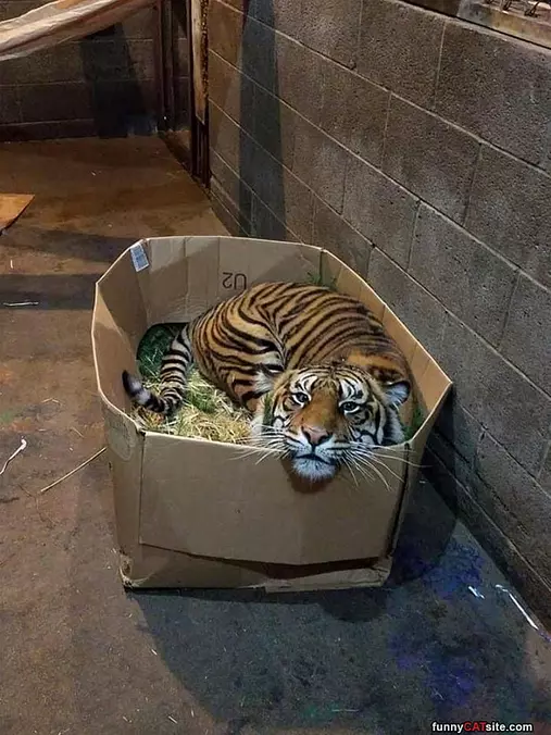 Cats Love Boxes
