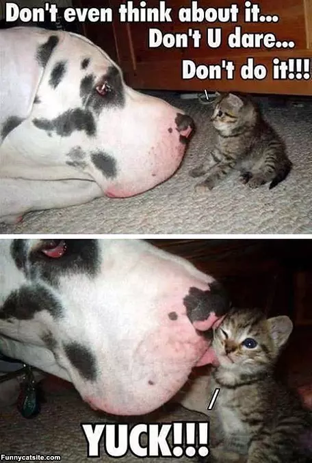 Dont You Dare