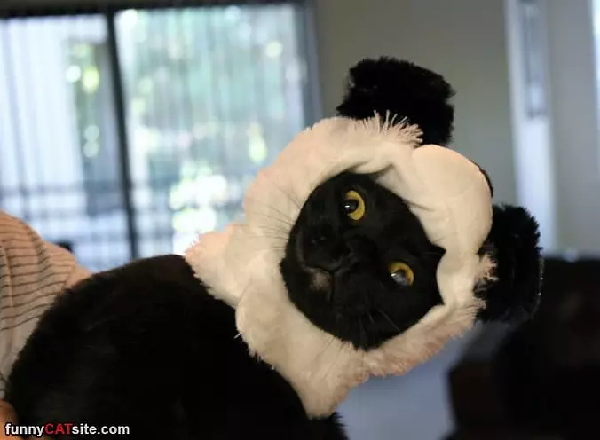 A Cat Mask