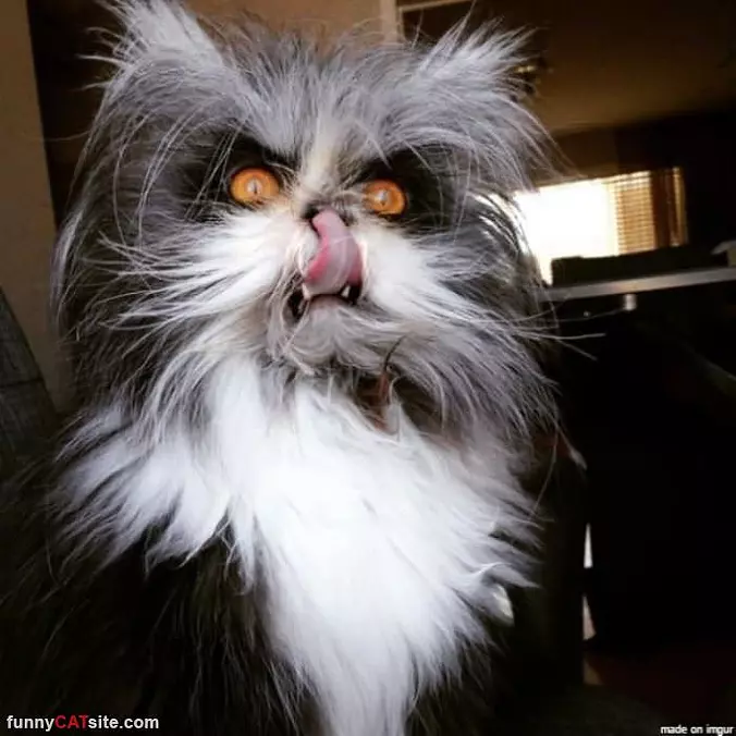 An Epic Cat