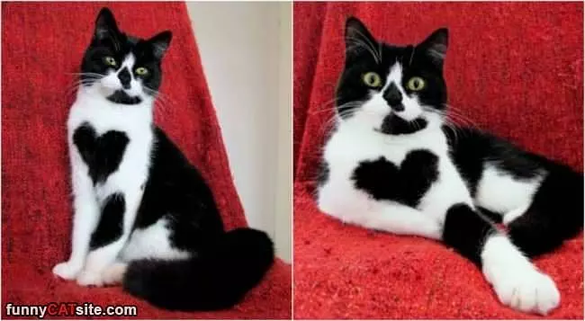 That Is A Cool Looking Cat