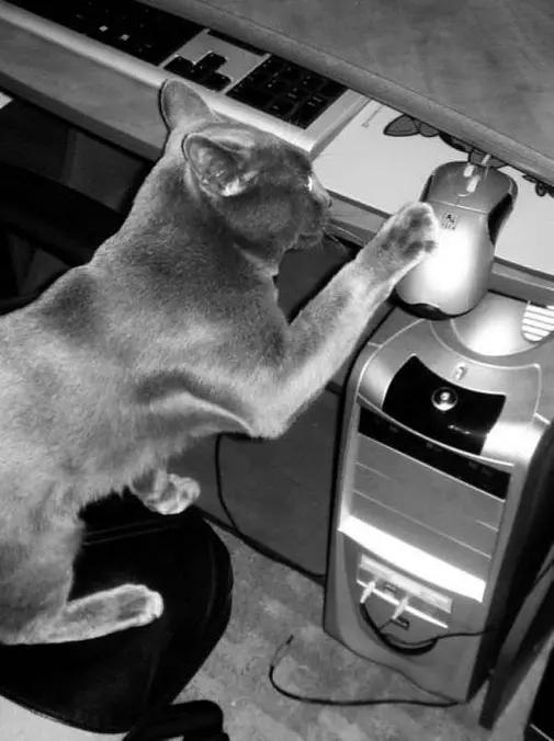 Chasing The Mouse