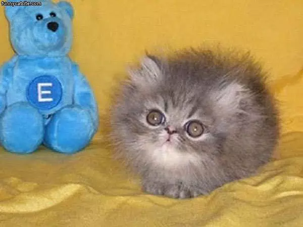 Little Puff Ball