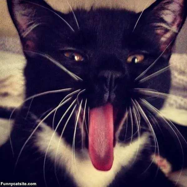 Yawwwwwwwn
