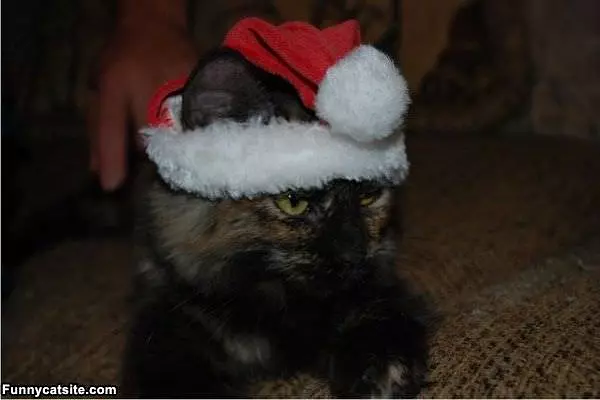 Santa Cat