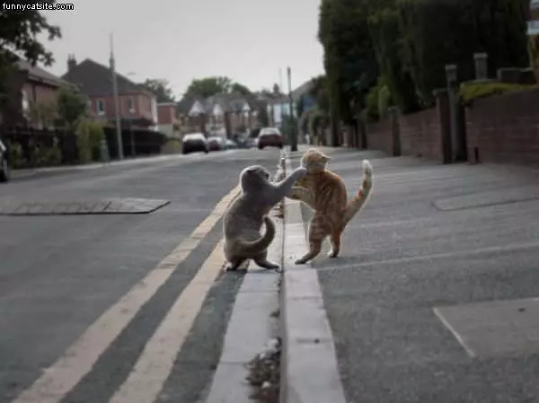 Fight Fight