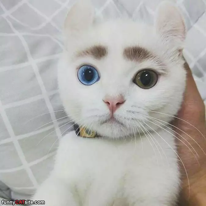 Nice Eyebrows