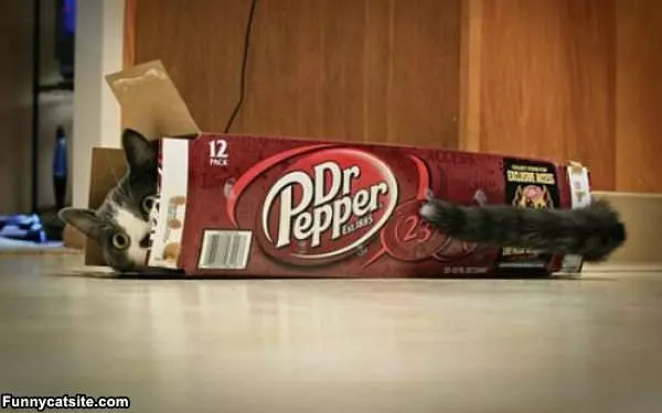 I Loves My Box
