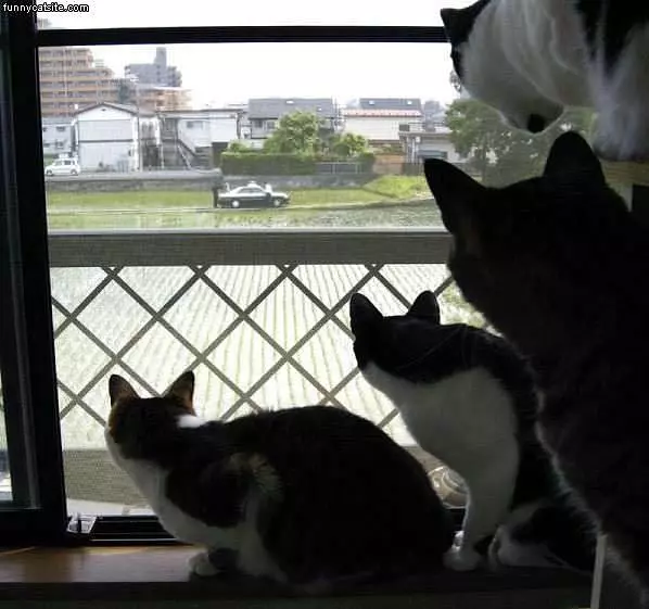 They Like To Watch