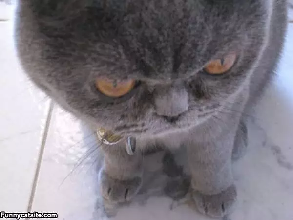 I Am Mad