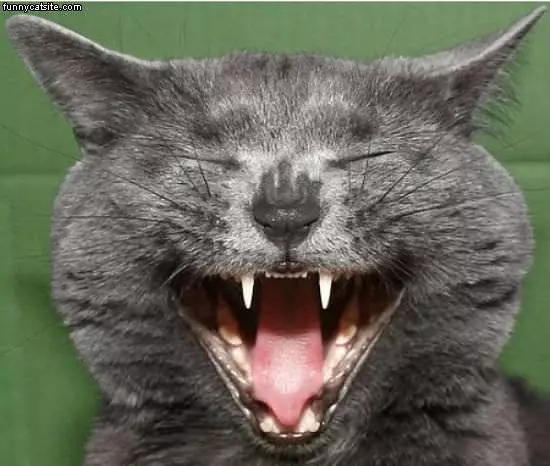 Funny Joke