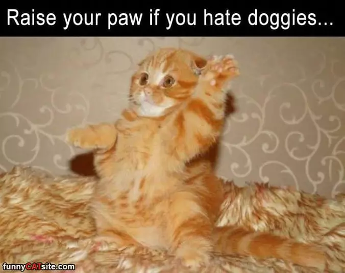 Raise Your Paws