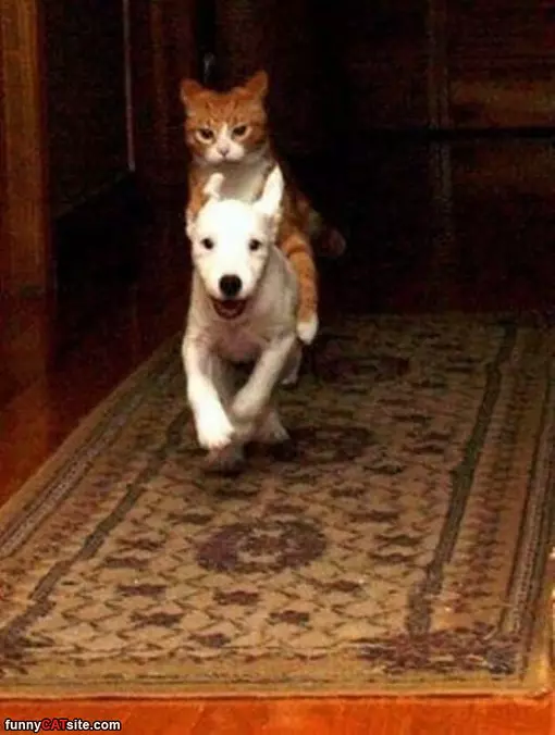 Ride Ride