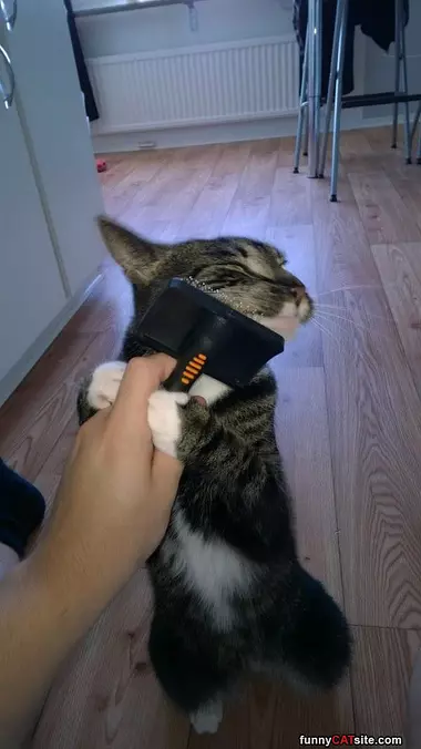 Brush Me