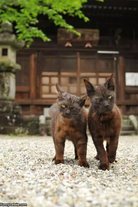 Zombie Cats