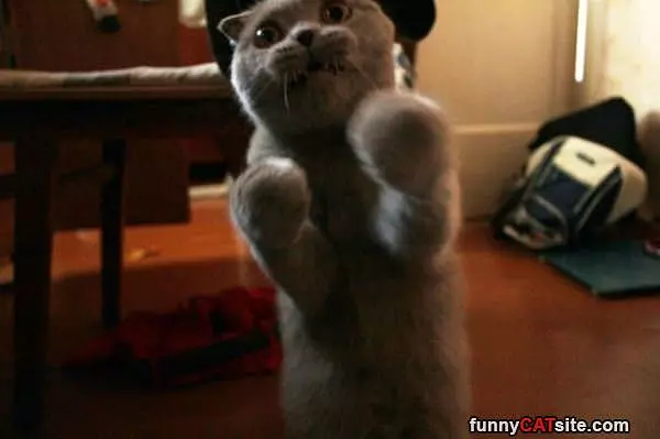 Lets Box