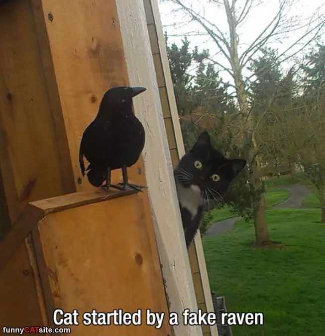 Cat Startled