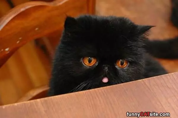 Little Tongue Out