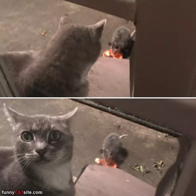What Is That Thing