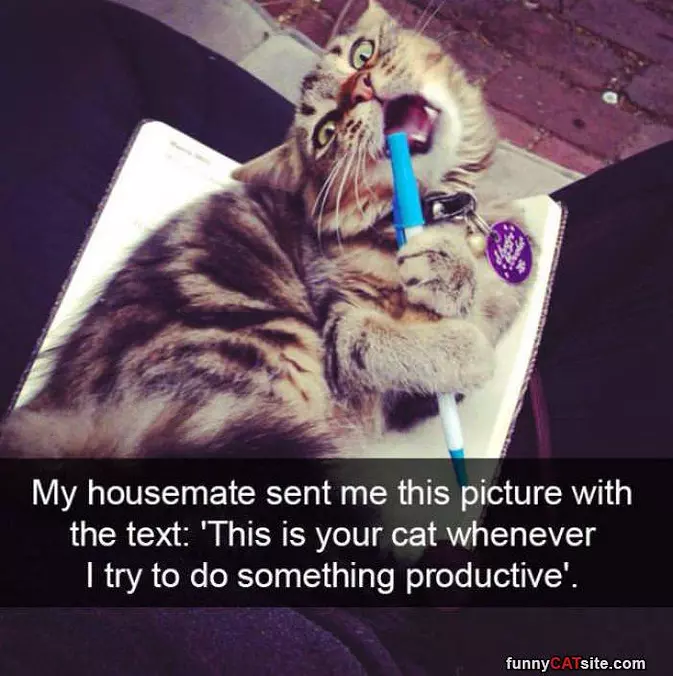 This Picture