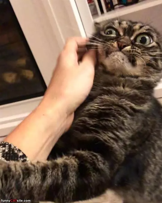 Rawrrra