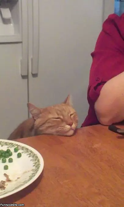 I Will Just Wait For A Snack