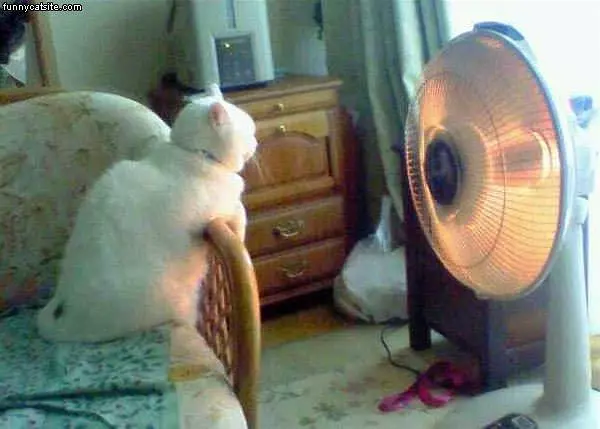 Cats Warm