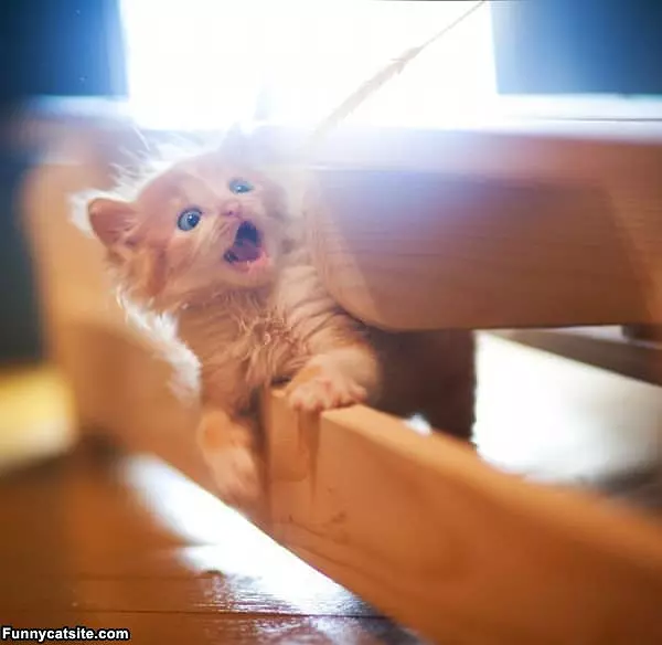 Oh My God Cat