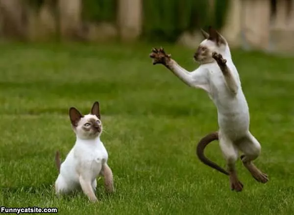 The Jumping Cat
